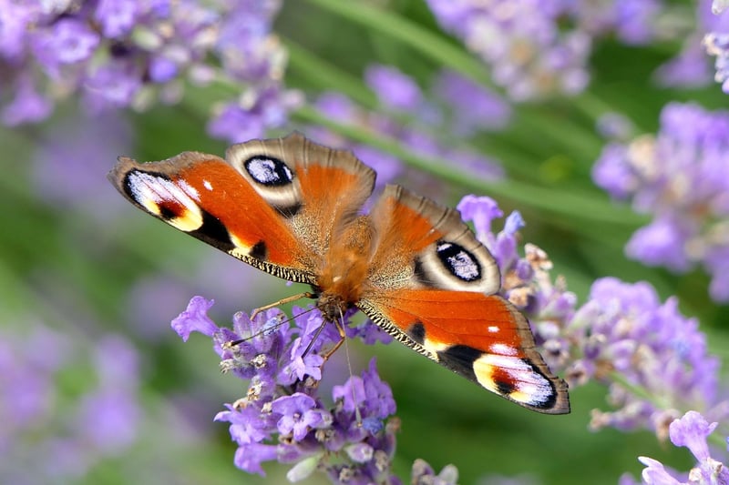 Butterfly Effect Awareness
